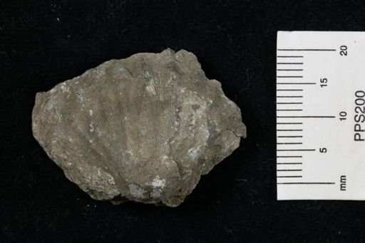 Meekella striatocostata