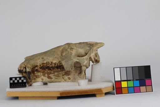 Archaeotherium mortoni