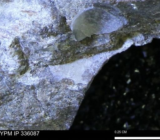 Protocardia subquadrata