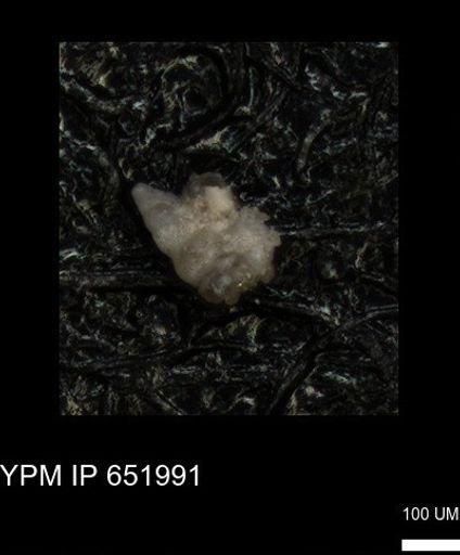 undet. Heterohelicidae