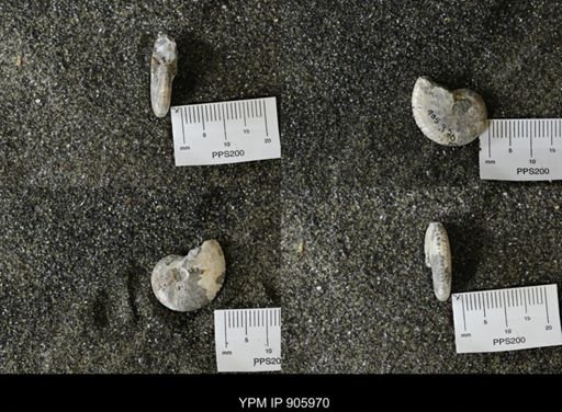 Hoploscaphites sp.