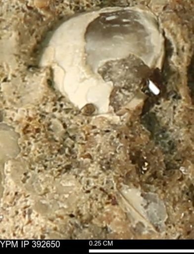 Protocardia subquadrata