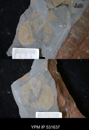 Aegirocassis sp.