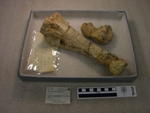 Haplolambda quinni