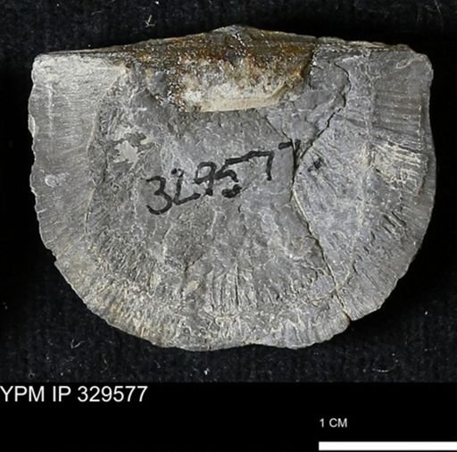 Stropheodonta demissa