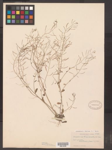 Arabidopsis thaliana