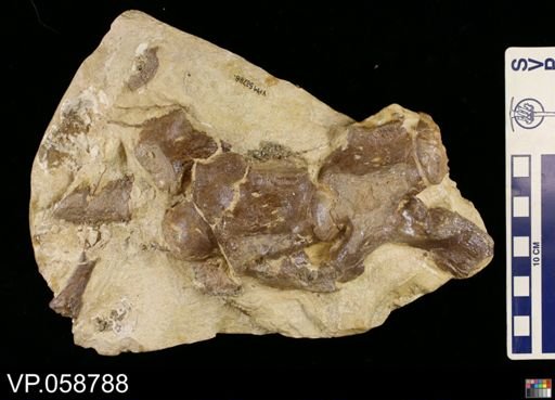 Platecarpus