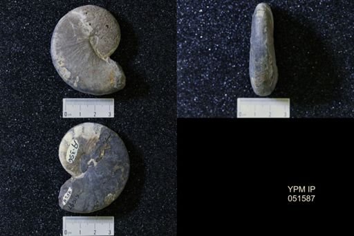 Hoploscaphites nicolletii