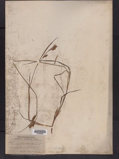 Carex pallescens