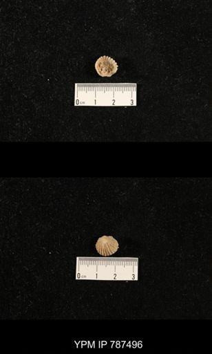 undet. Brachiopoda