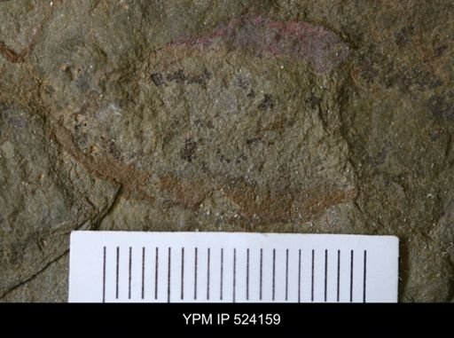 undet. Porifera