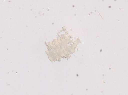 Cirratulidae