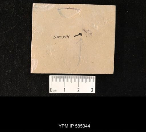 undet. Coleoptera