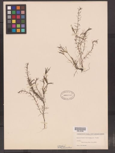 Callitriche heterophylla