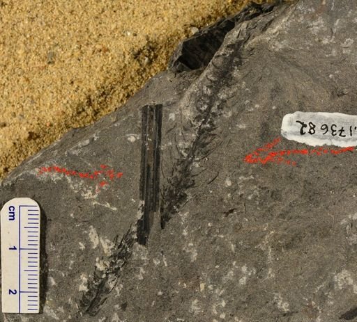 Paleostachya sp.