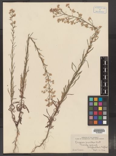 Erigeron pusillus