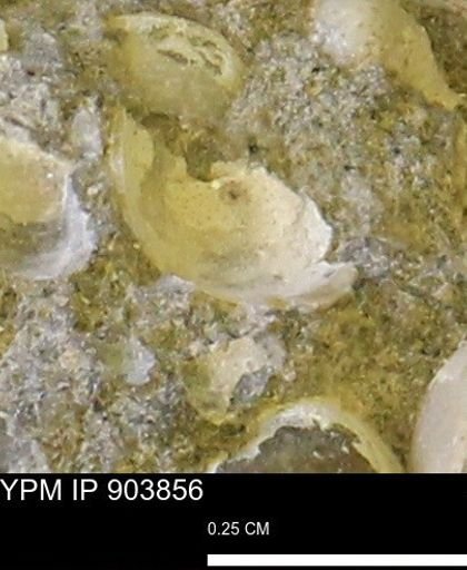 Corbulamella?