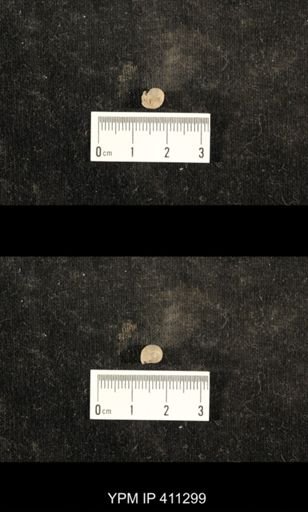 Euphemites carbonarius