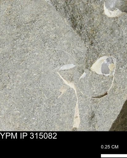 undet. Mollusca