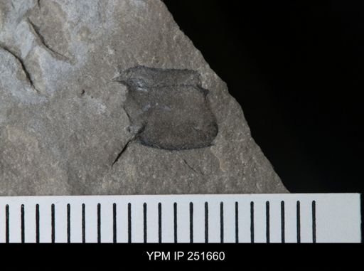 undet. Eurypterida