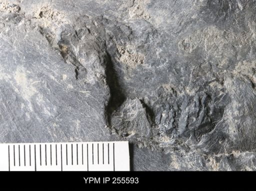 Problematica