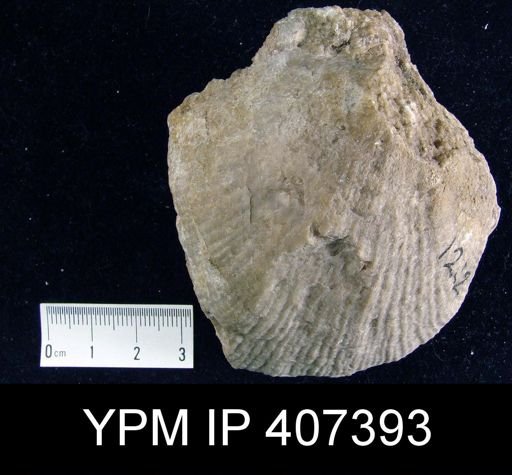 Stricklandinia gaspiensis
