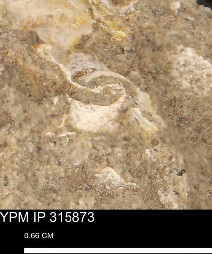 undet. Mollusca