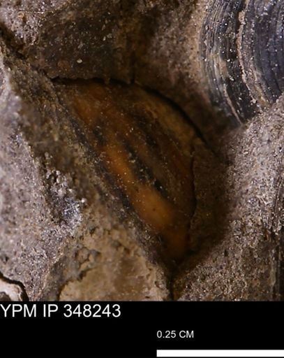 Limopsis striatopunctatus