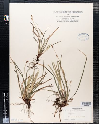 Carex pedunculata
