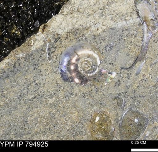 undet. Ammonoidea
