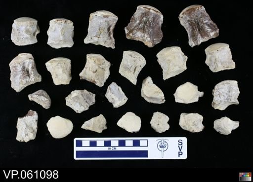undet. Mosasauridae