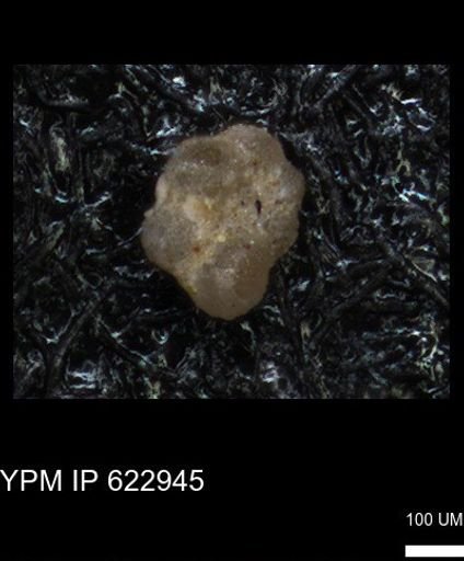 undet. Foraminiferida