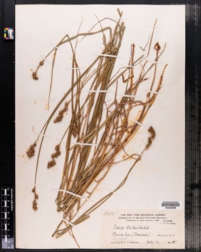 Carex tribuloides