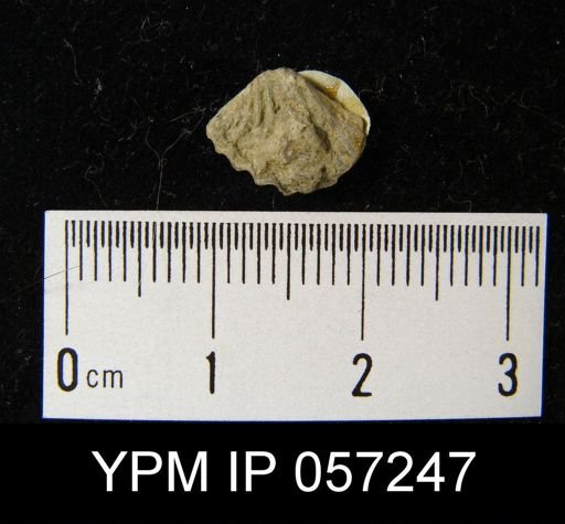 Trematospira simplex