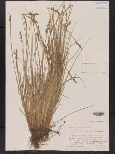 Carex curta