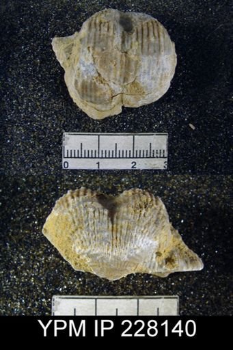 Dictyoclostus portlockianus var. crassicostatus