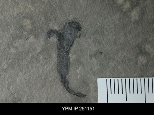Cooksonia sp.