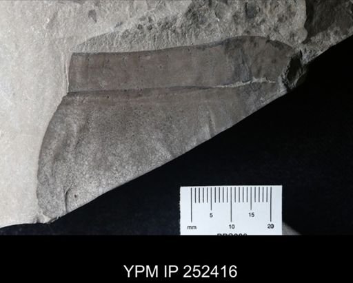 undet. Pterygotidae