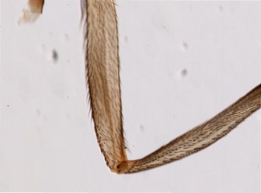 Glossina palpalis