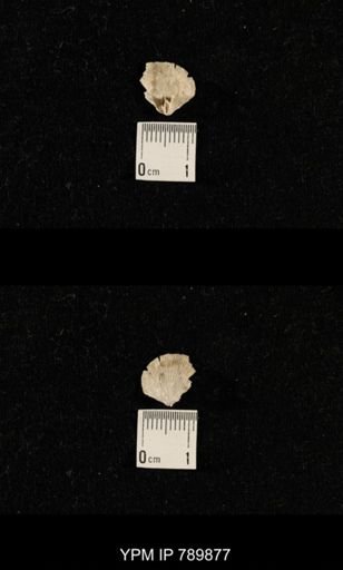 undet. Brachiopoda