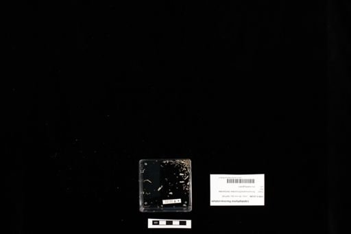 Lepidophyma flavimaculatum