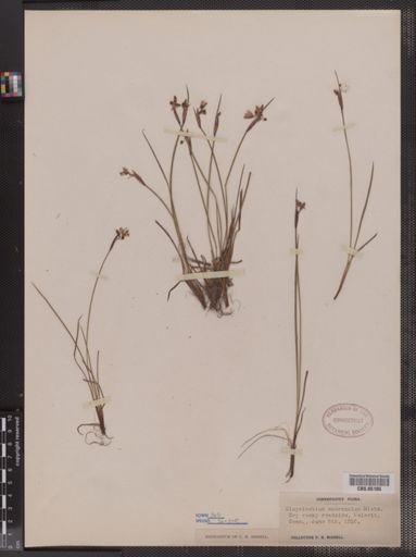 Sisyrinchium mucronatum