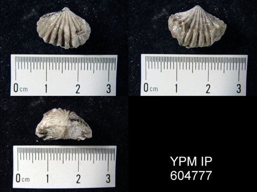 Stenoscisma sp.