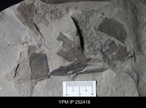 undet. Eurypterida