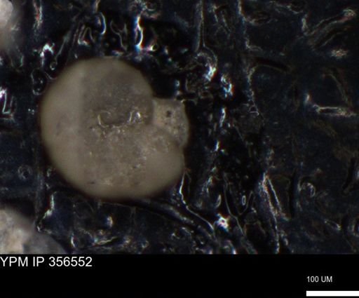 undet. Foraminiferida