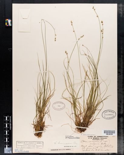 Carex brunnescens