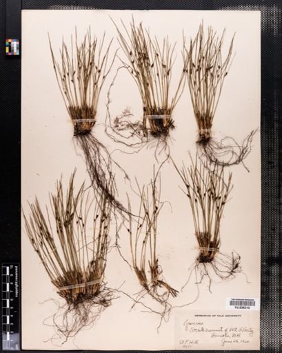 Juncus trifidus