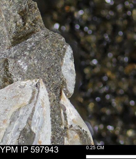 Limopsis striatopunctatus
