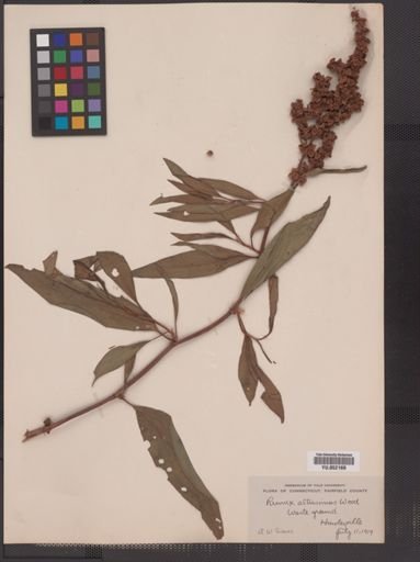 Rumex altissimus
