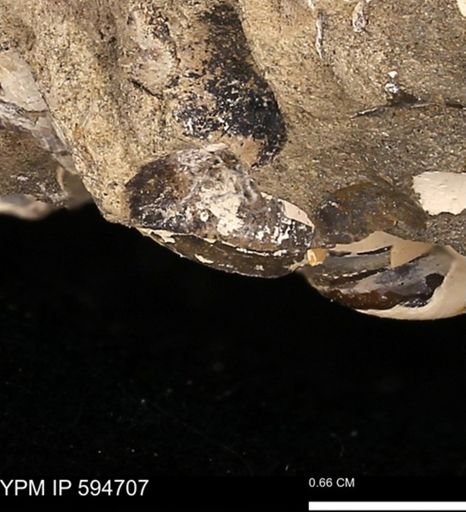 Protocardia sp.
